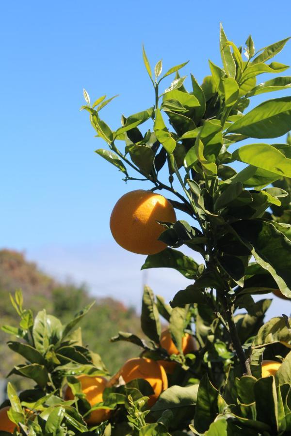 Casa Rural Quinta Los Naranjos Tigalate エクステリア 写真